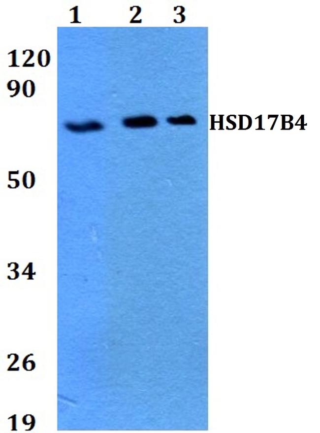 HSD17B4 Antibody in Western Blot (WB)