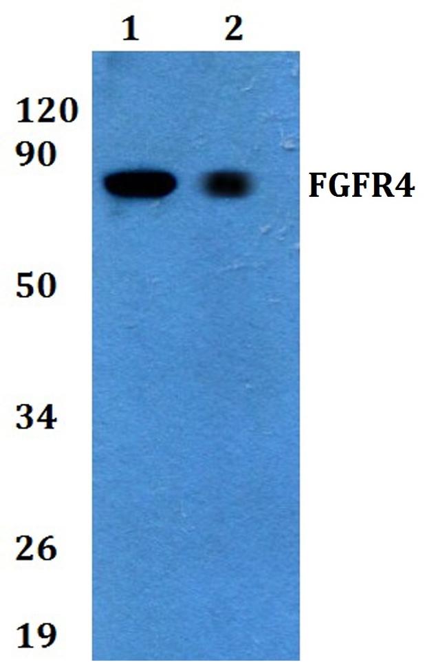 FGFR4 Antibody in Western Blot (WB)