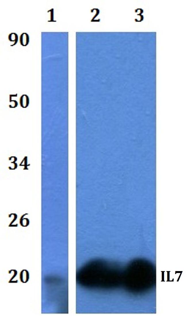 IL-7 Antibody in Western Blot (WB)