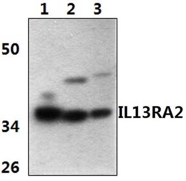 IL13RA2 Antibody in Western Blot (WB)