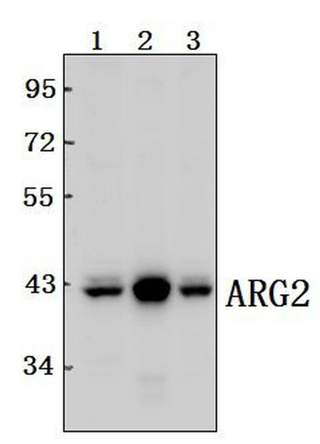 Arginase 2 Antibody in Western Blot (WB)