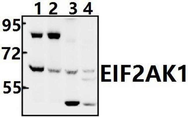 HRI Antibody in Western Blot (WB)