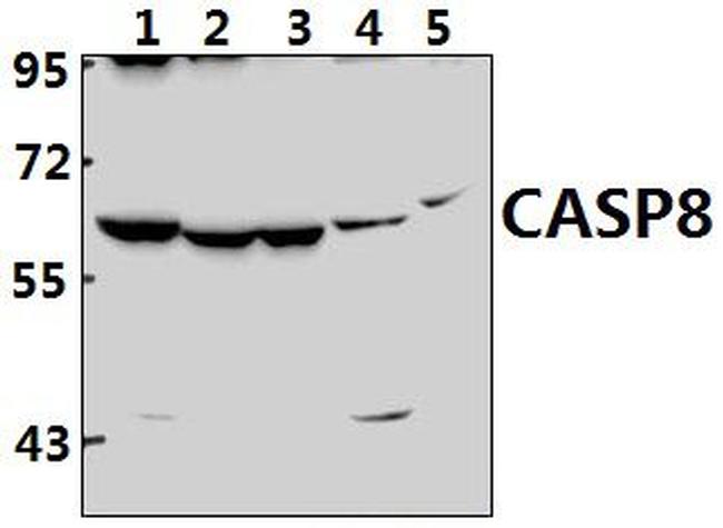 Caspase 8 Antibody in Western Blot (WB)