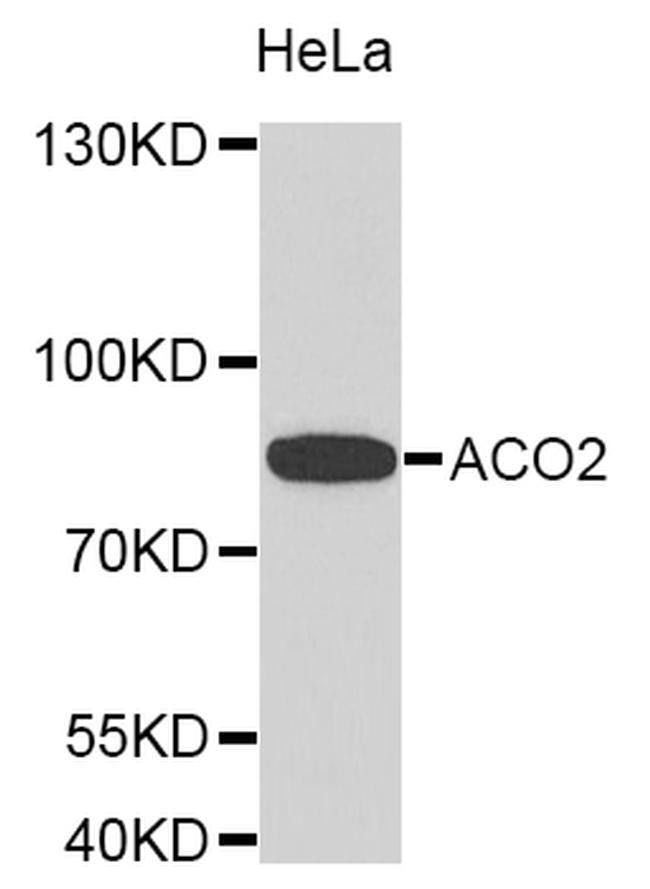 Aconitase 2 Antibody in Western Blot (WB)