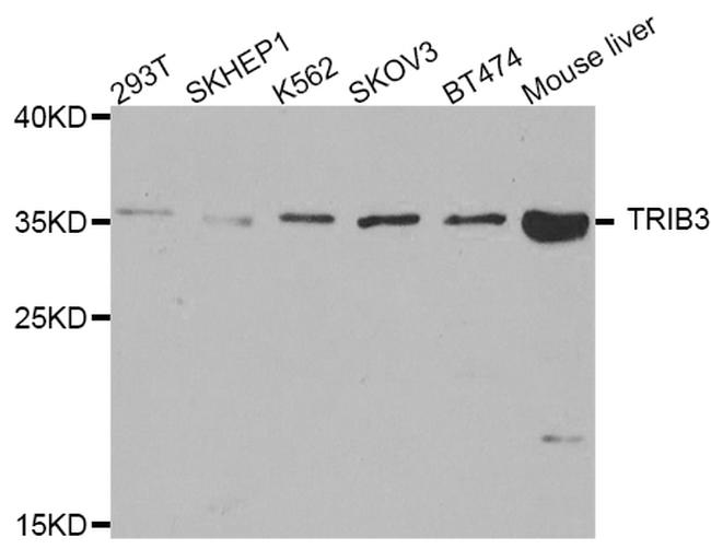 TRIB3 Antibody in Western Blot (WB)