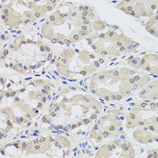 AGO2 Antibody in Immunohistochemistry (Paraffin) (IHC (P))