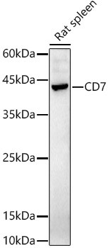 CD7 Antibody in Western Blot (WB)