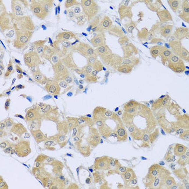 Synaptotagmin 4 Antibody in Immunohistochemistry (Paraffin) (IHC (P))