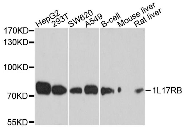 IL17RB Antibody in Western Blot (WB)