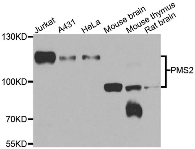 PMS2 Antibody in Western Blot (WB)