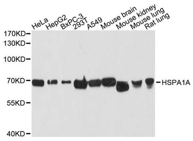 HSPA1A Antibody in Western Blot (WB)