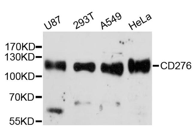 B7-H3 Antibody in Western Blot (WB)