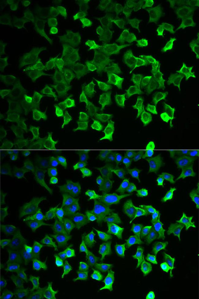 HSPA1A Antibody in Immunocytochemistry (ICC/IF)