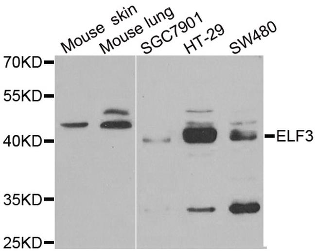 ELF3 Antibody in Western Blot (WB)