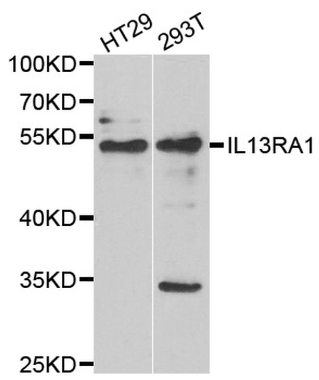 IL13RA1 Antibody in Western Blot (WB)