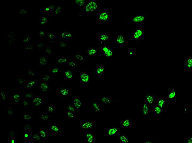 E2F6 Antibody in Immunocytochemistry (ICC/IF)