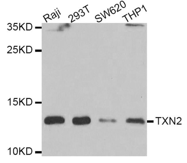 Thioredoxin 2 Antibody in Western Blot (WB)