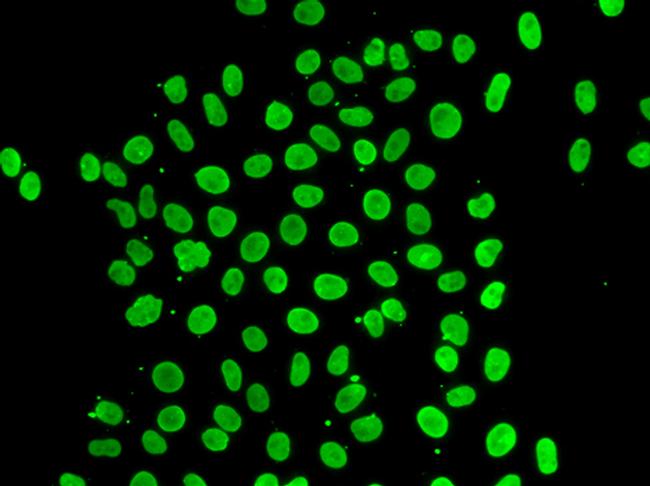 QKI Antibody in Immunocytochemistry (ICC/IF)