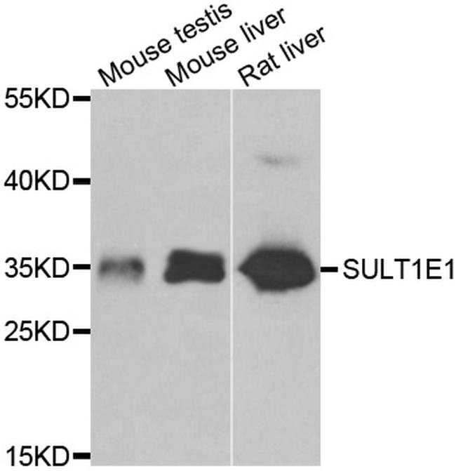 SULT1E1 Antibody in Western Blot (WB)