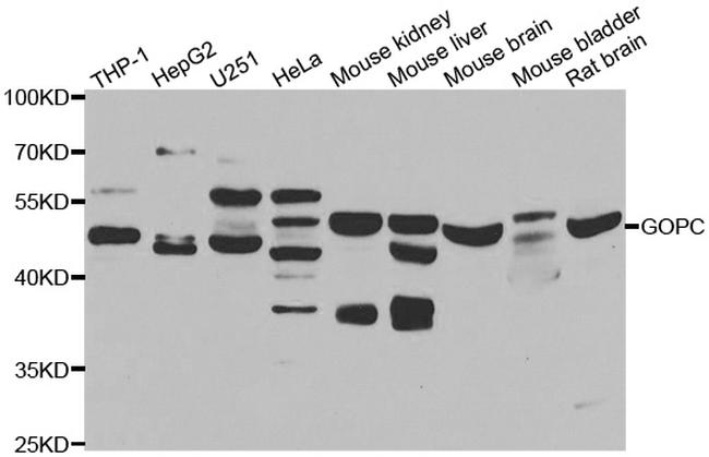 PIST Antibody in Western Blot (WB)