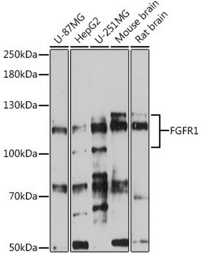 FGFR1 Antibody in Western Blot (WB)