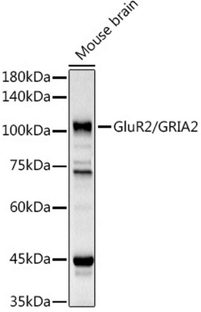 GluR2 Antibody in Western Blot (WB)