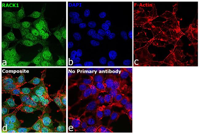 RACK1 Antibody in Immunocytochemistry (ICC/IF)