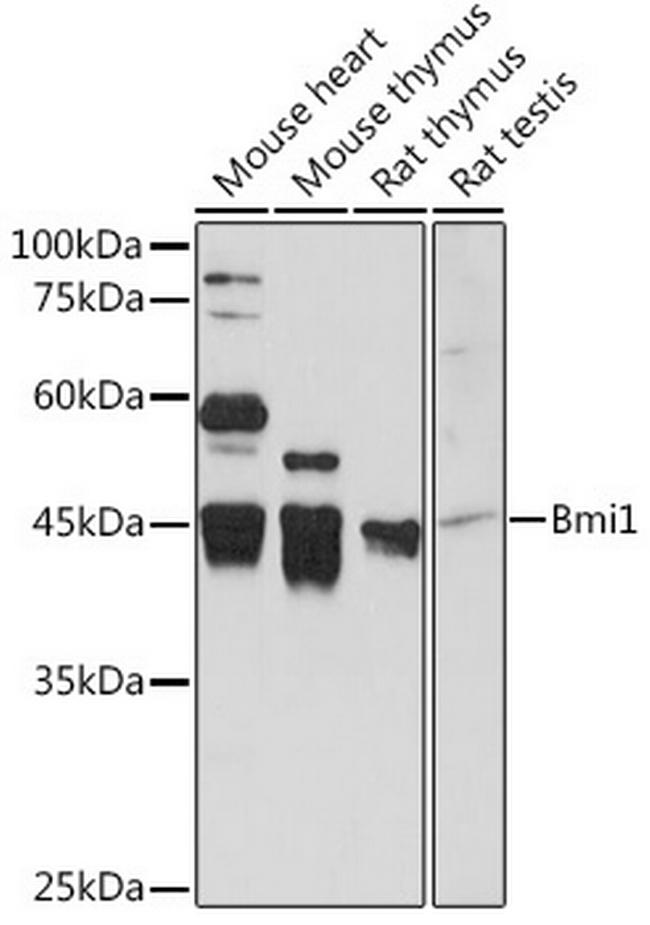 BMI-1 Antibody in Western Blot (WB)