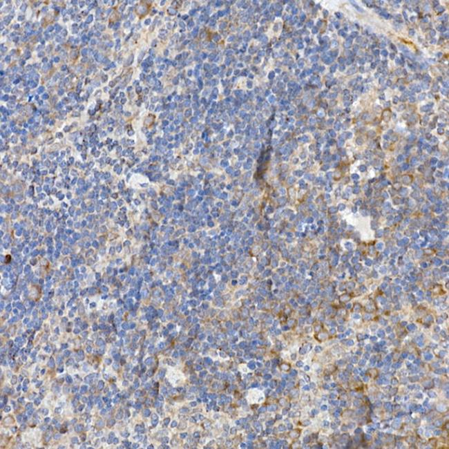 Caspase 12 Antibody in Immunohistochemistry (Paraffin) (IHC (P))