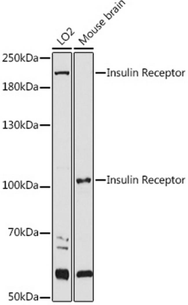 INSR Antibody in Western Blot (WB)