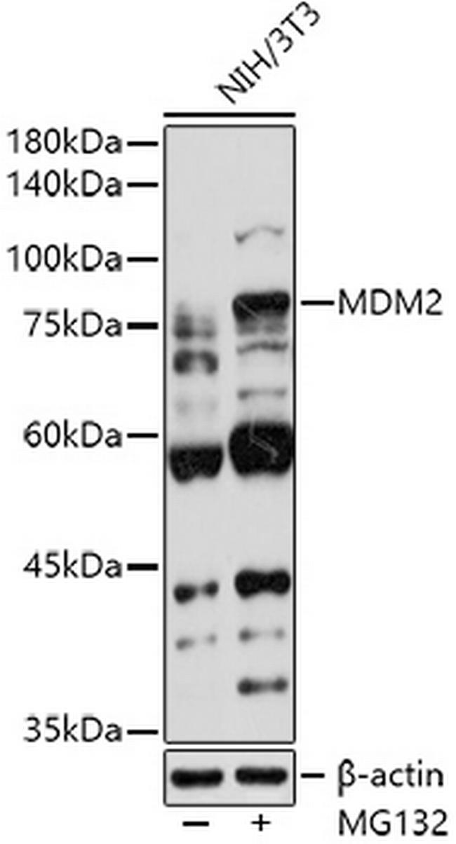 MDM2 Antibody in Western Blot (WB)