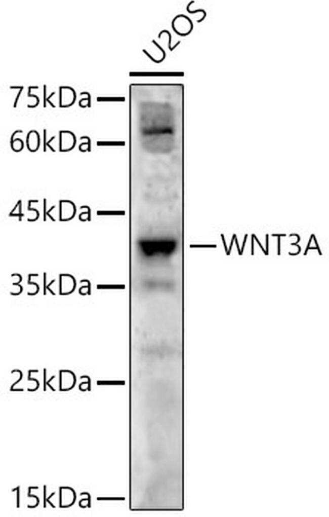 WNT3A Antibody in Western Blot (WB)