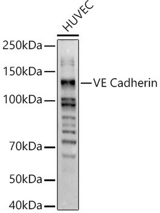 VE-cadherin Antibody in Western Blot (WB)