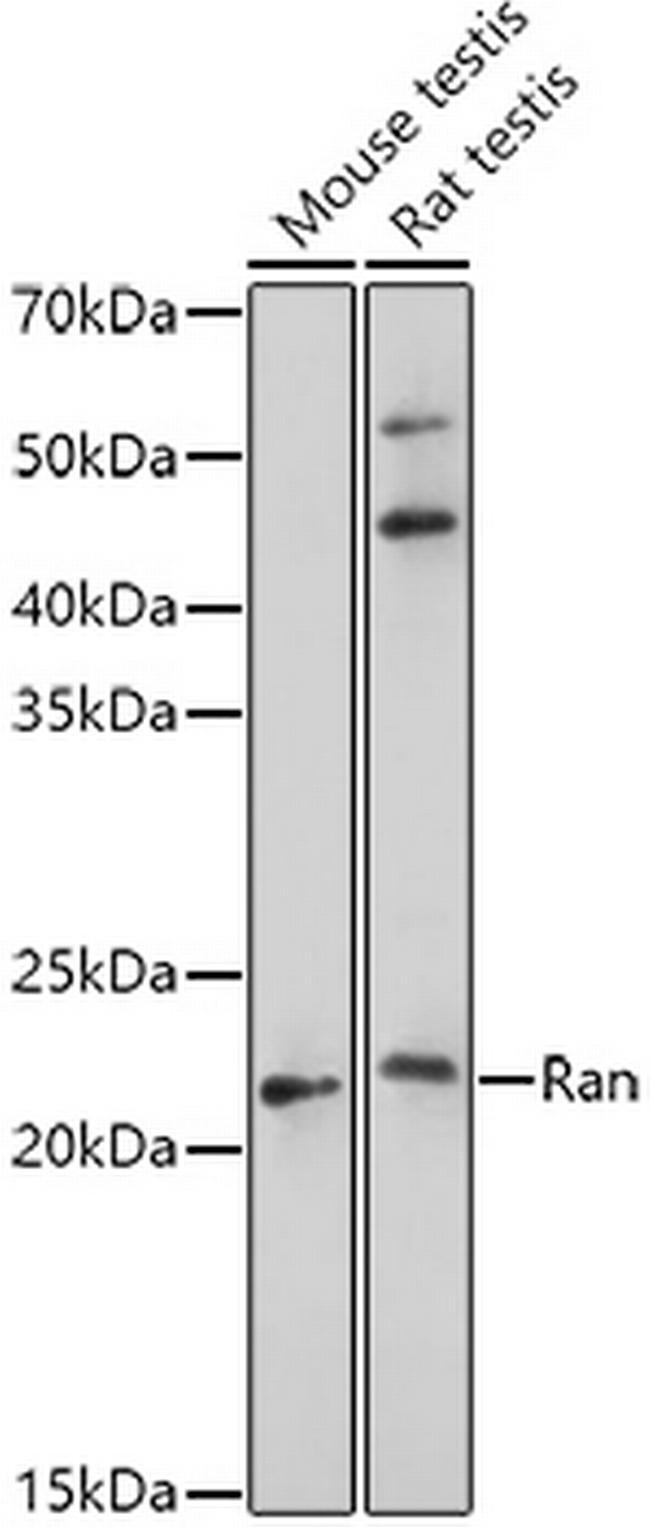 RAN Antibody in Western Blot (WB)