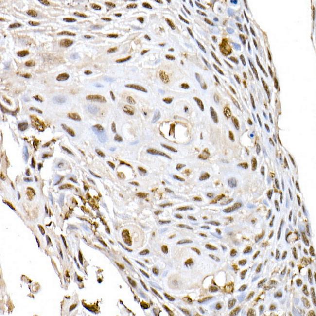 ID2 Antibody in Immunohistochemistry (Paraffin) (IHC (P))