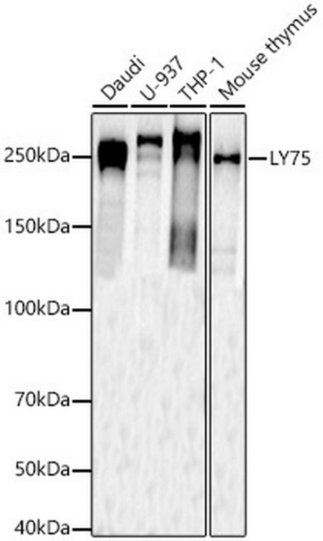 CD205 Antibody in Western Blot (WB)