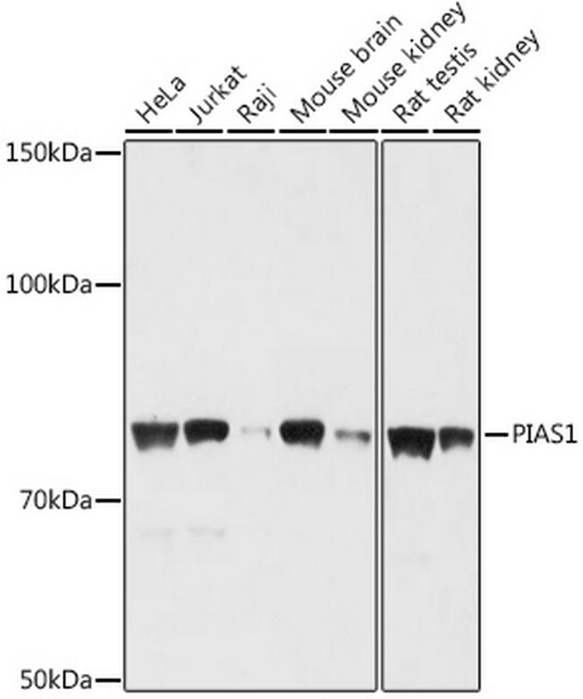 PIAS1 Antibody in Western Blot (WB)