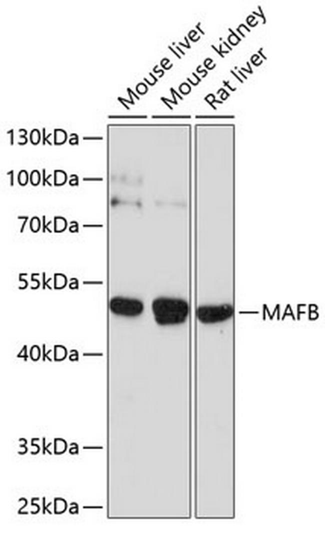 MAFB Antibody in Western Blot (WB)