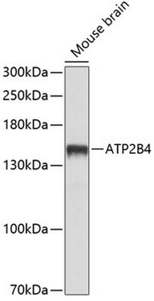 PMCA4 ATPase Antibody in Western Blot (WB)