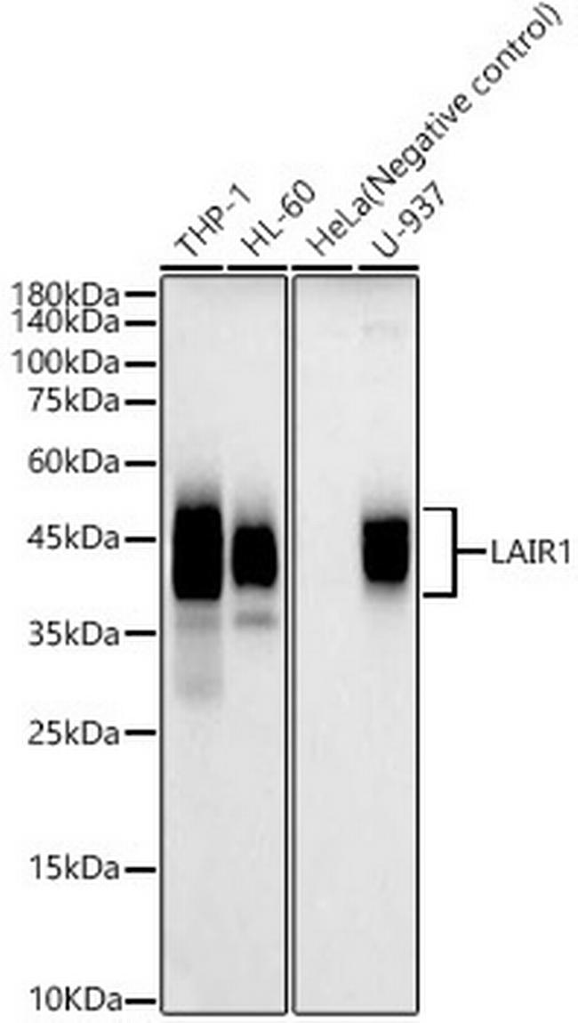 LAIR1 Antibody in Western Blot (WB)