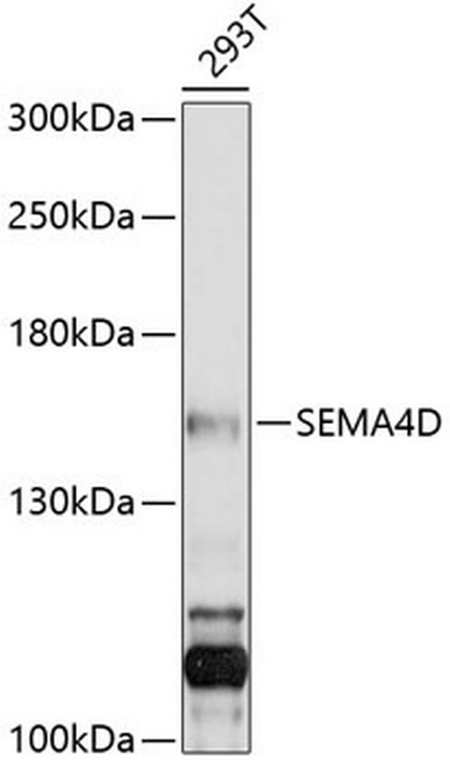 CD100 Antibody in Western Blot (WB)