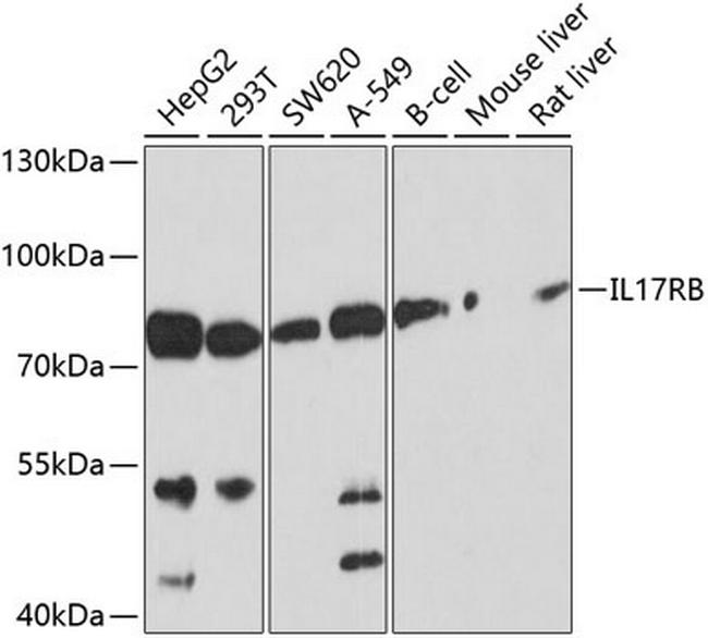 IL17RB Antibody in Western Blot (WB)