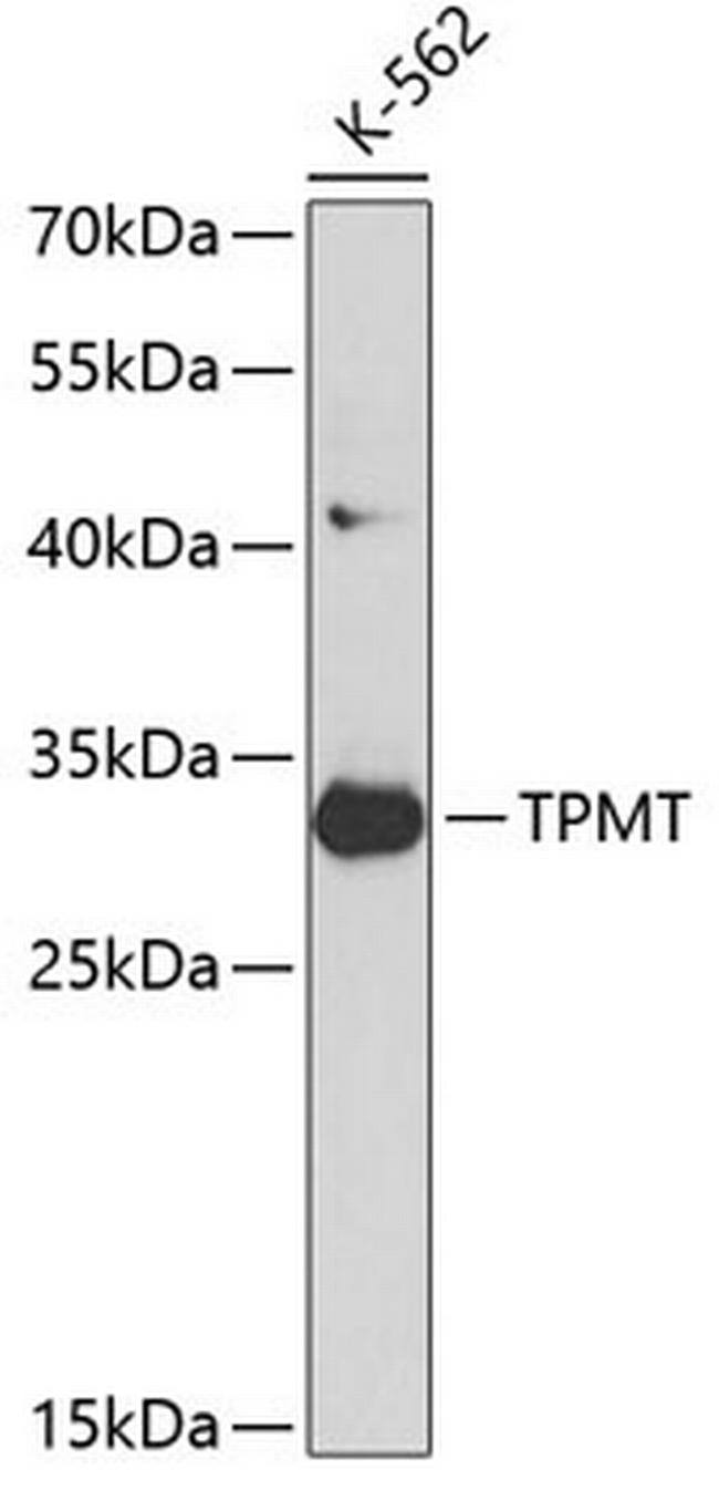 TPMT Antibody in Western Blot (WB)