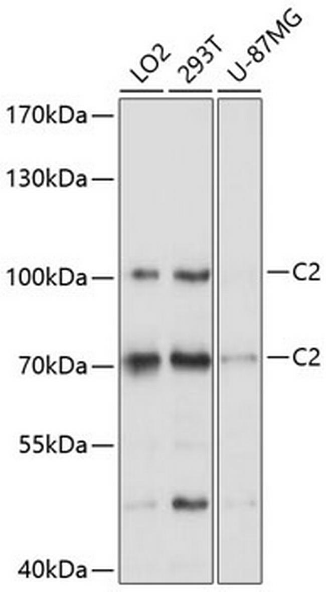 C2 Antibody in Western Blot (WB)