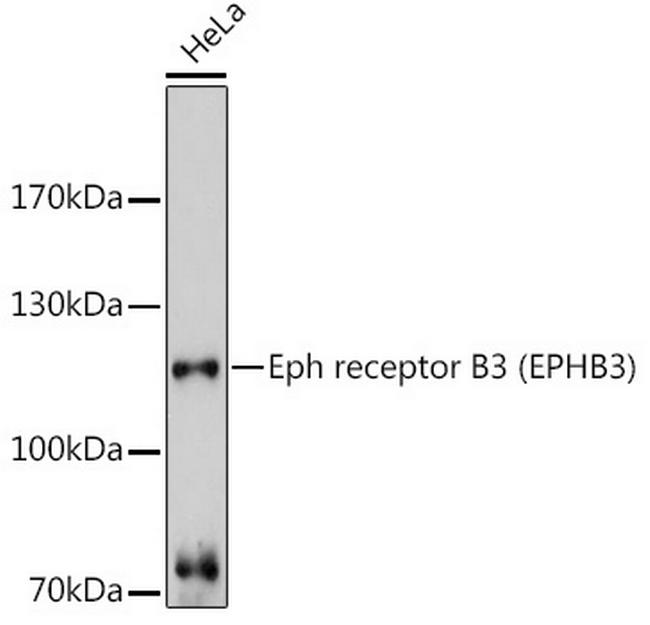 EphB3 Antibody in Western Blot (WB)