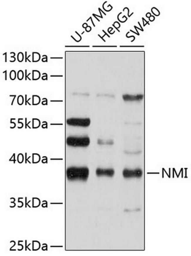 NMI Antibody in Western Blot (WB)