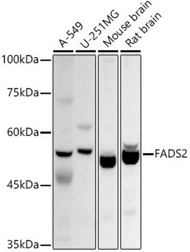 FADS2 Antibody in Western Blot (WB)