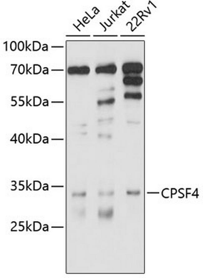 CPSF4 Antibody in Western Blot (WB)