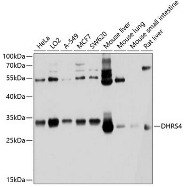 DHRS4 Antibody in Western Blot (WB)