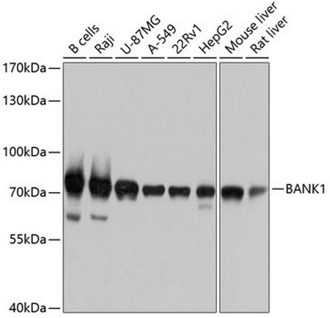 BANK1 Antibody in Western Blot (WB)